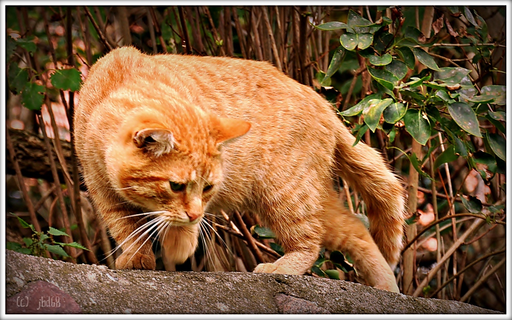 Selbst die sensibelste Katze kümmert sich nicht um das Gefühl der Mäuse.