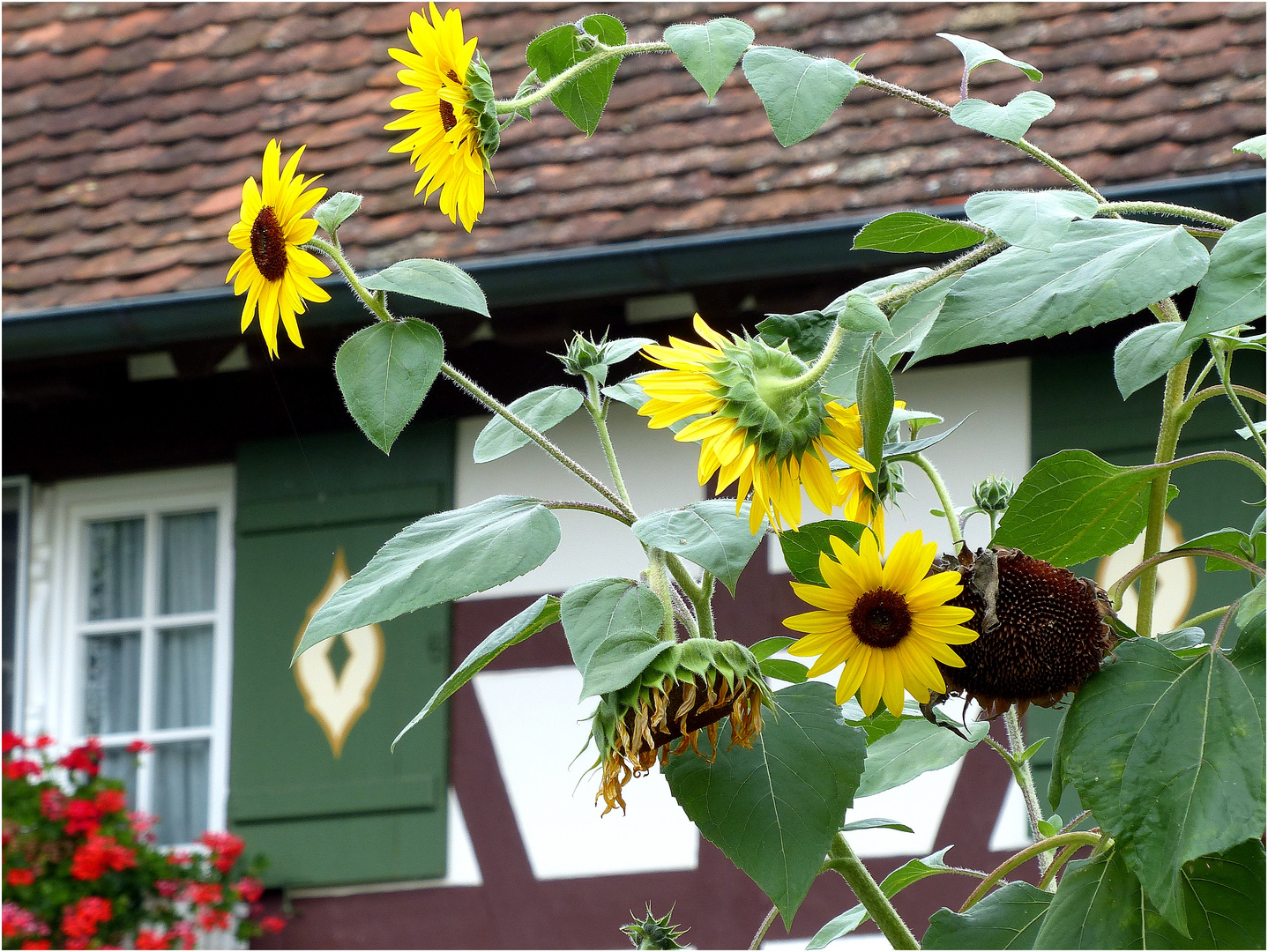 selbst die SONNENblumen wollen nicht mehr so recht