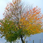 Selbst ein Baum hat seine zwei Seiten