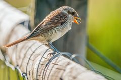 "Selbst erbeutet .... schmeckt nochmal so lecker"