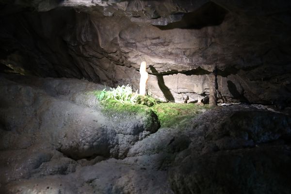 Selbst Farne sind da