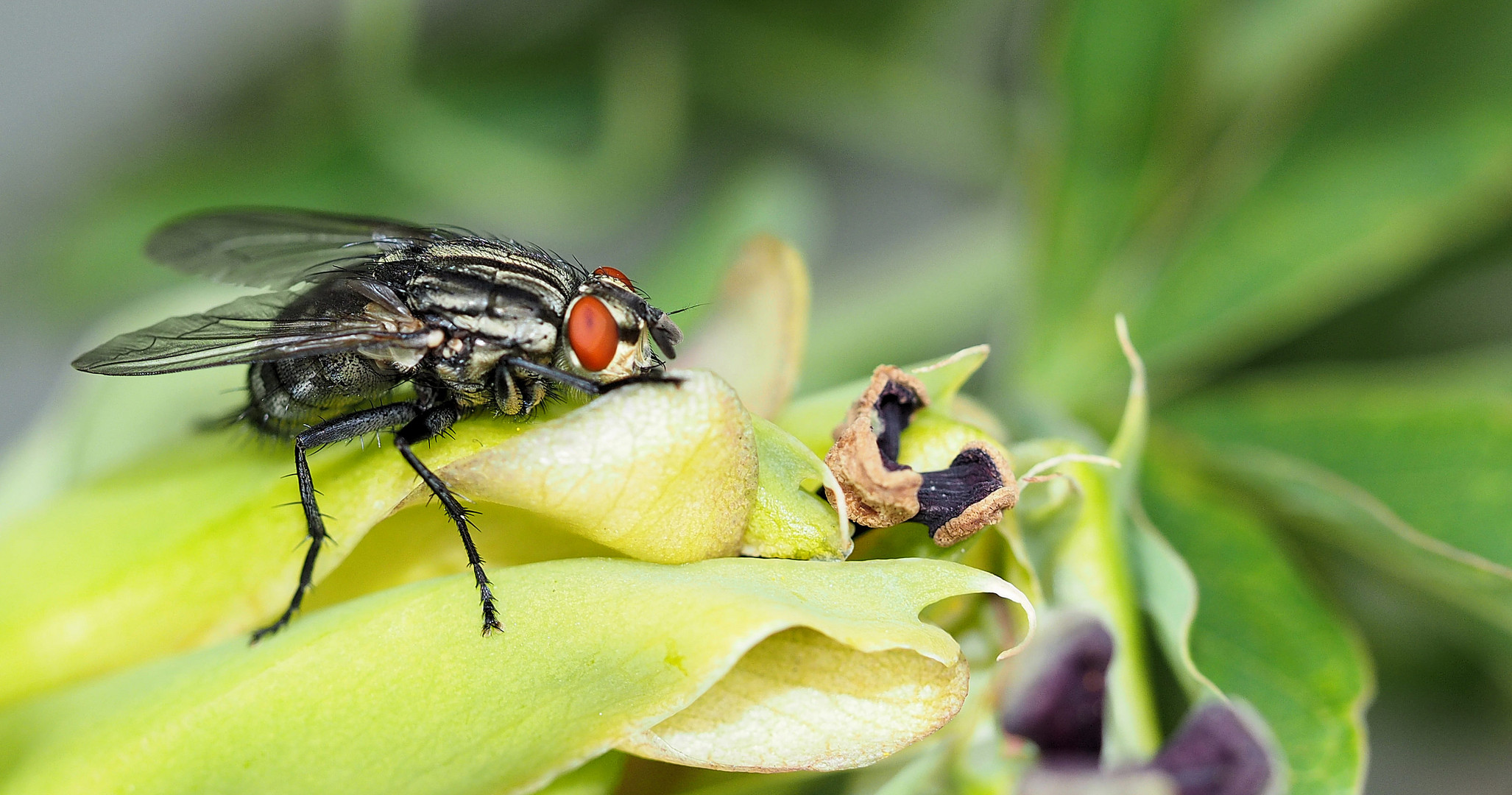 Selbst Fliegen machen mal Pause …