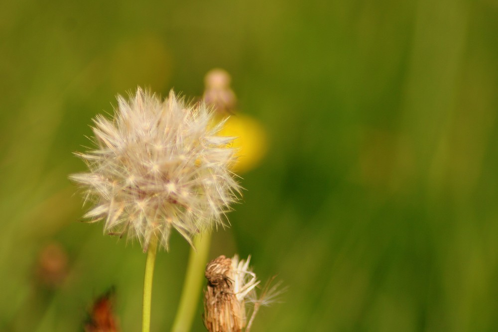 Selbst im Herbst ver streue ich noch meine Samen