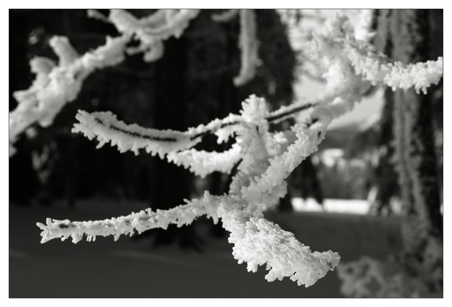 Selbst im schneeweißen Winter erscheint der Schwarzwald finster und schwarz!