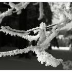 Selbst im schneeweißen Winter erscheint der Schwarzwald finster und schwarz!