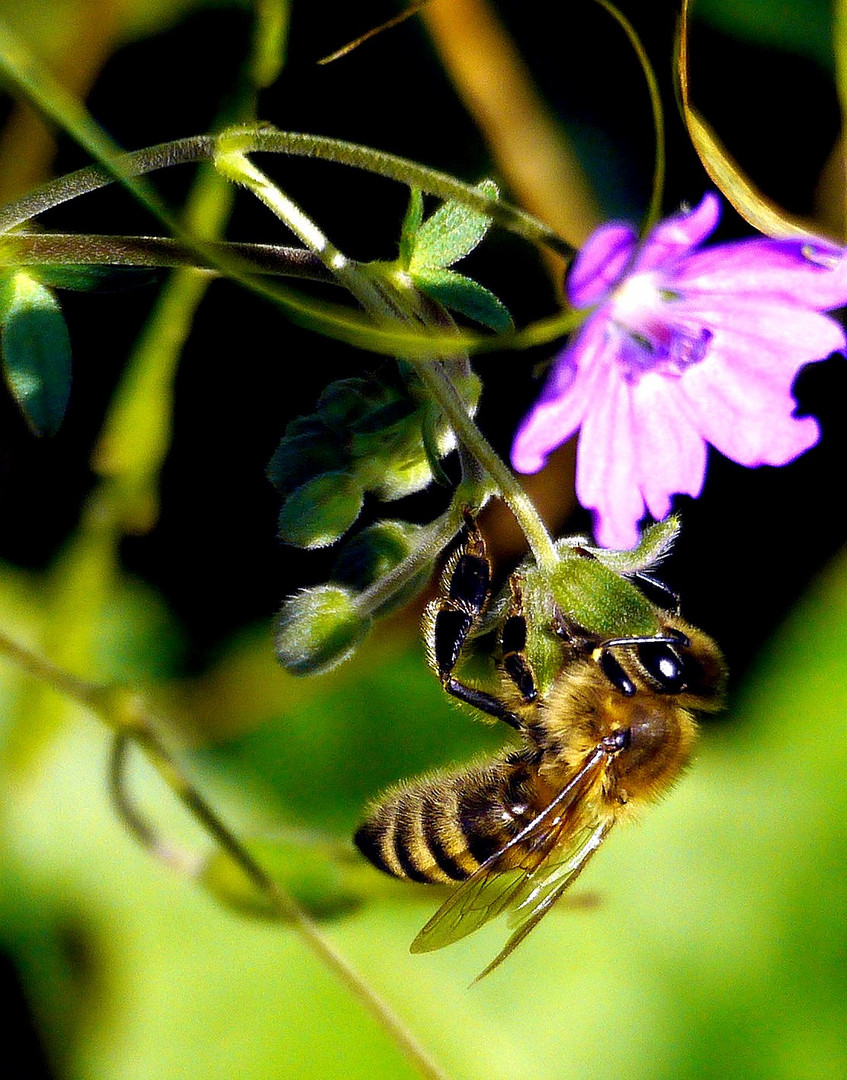 Selbst in der welken Blüte ....