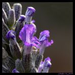 Selbst Lavendel