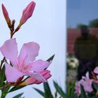 selbst mit oleander