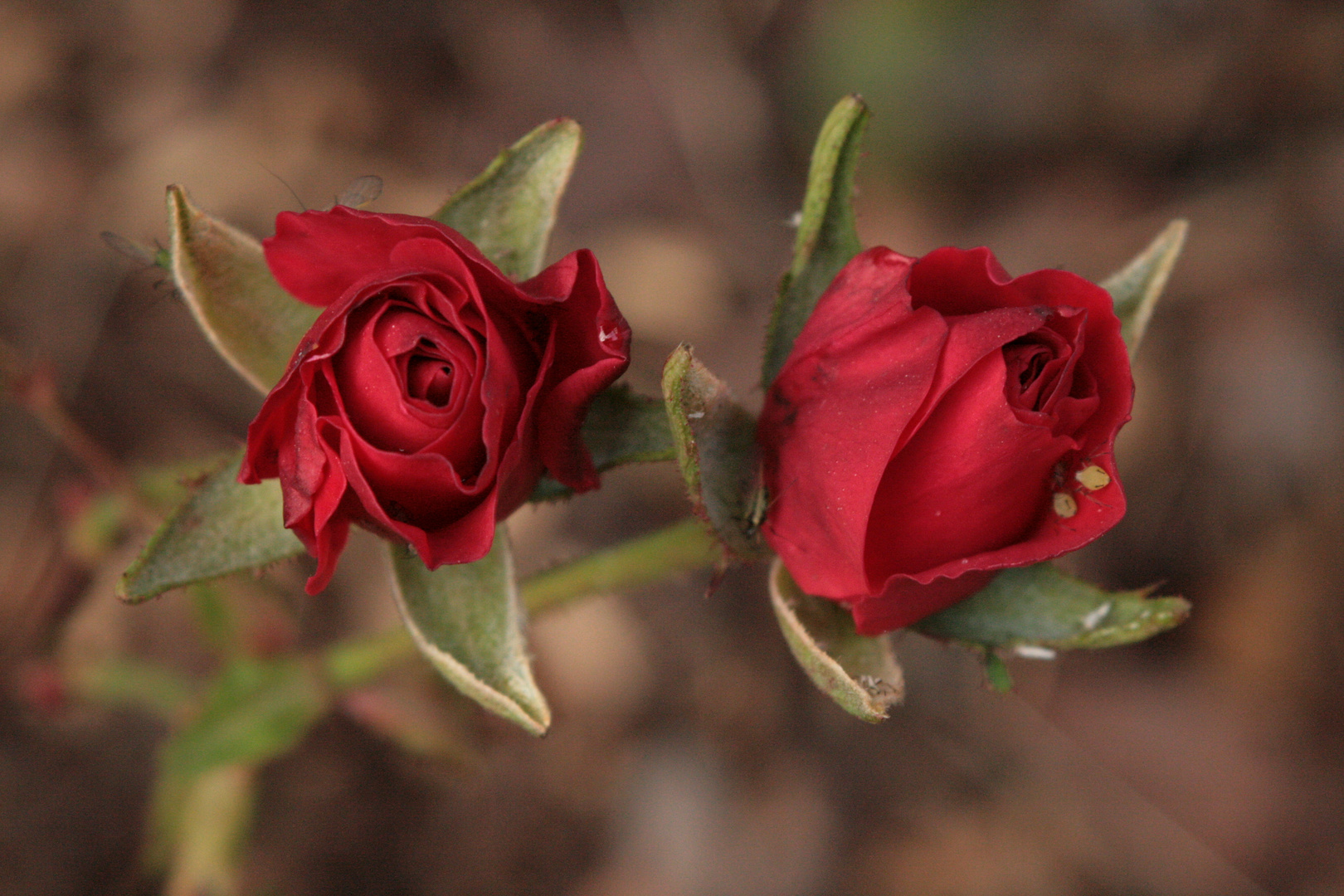 Selbst Rosen fühlen sich zu zweit, besser als allein....