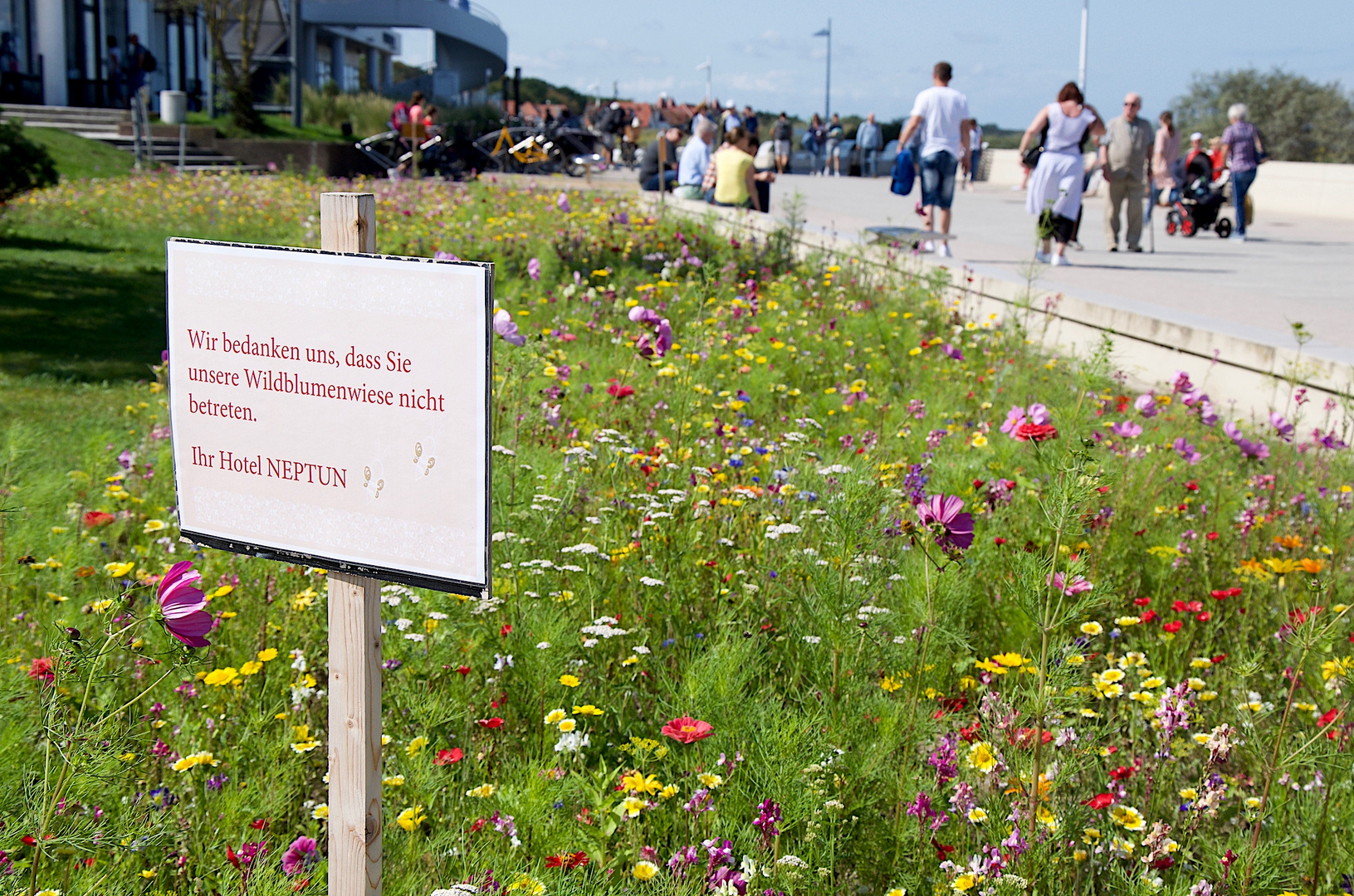 Selbst so eine Wildblumenwiese ...