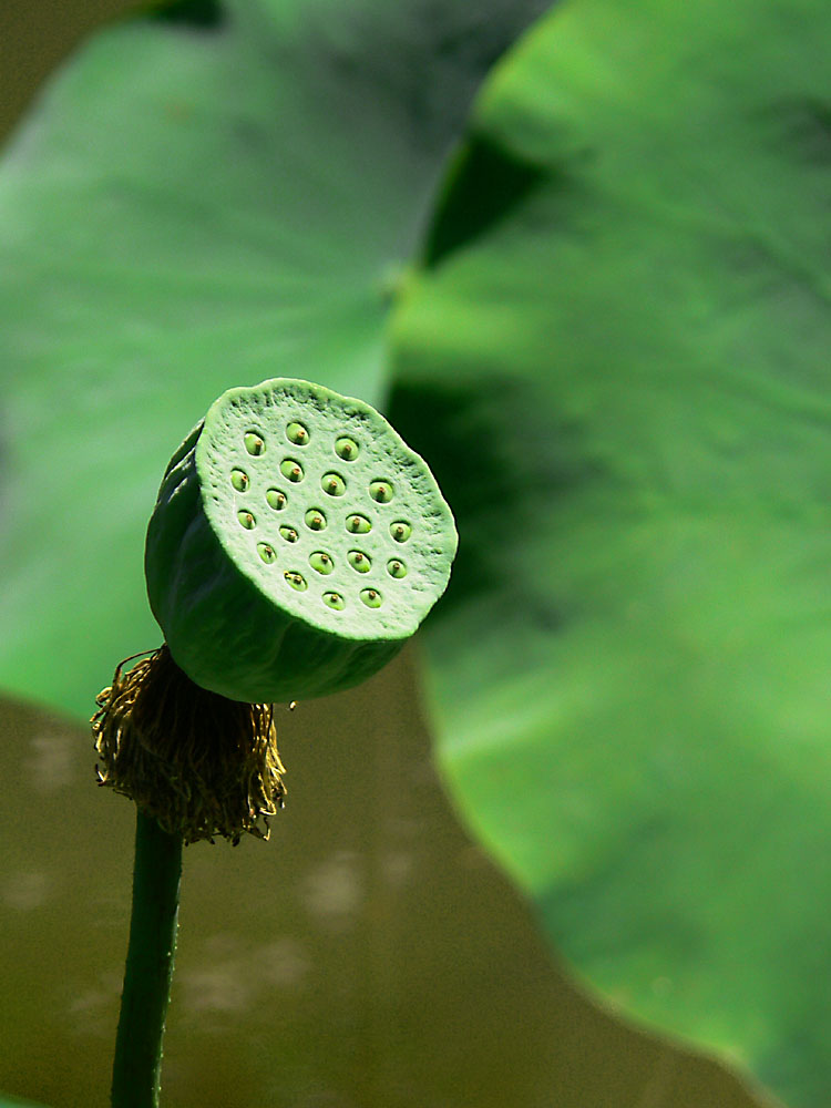 selbst verblüht bleibt der Lotus faszinierend schön