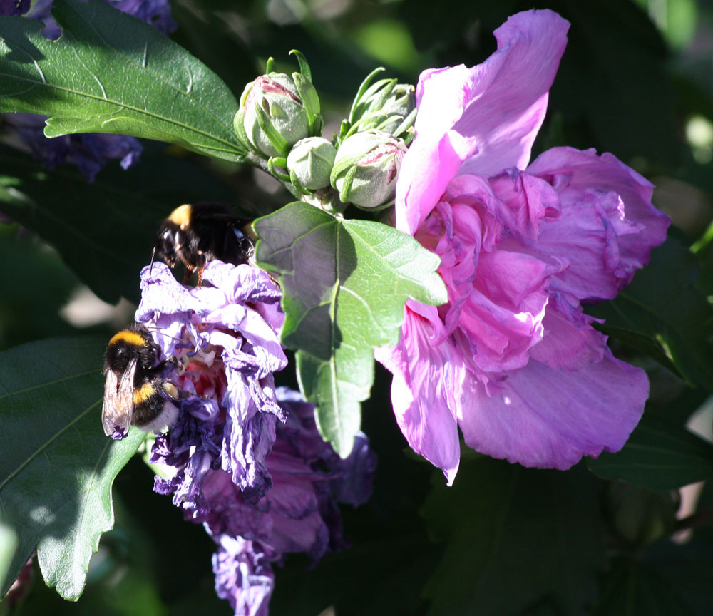 selbst welke Blüten werden geplündert