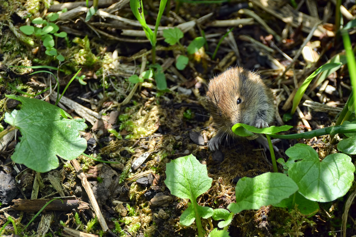 Selbständige Futtersuche kann so spannend sein