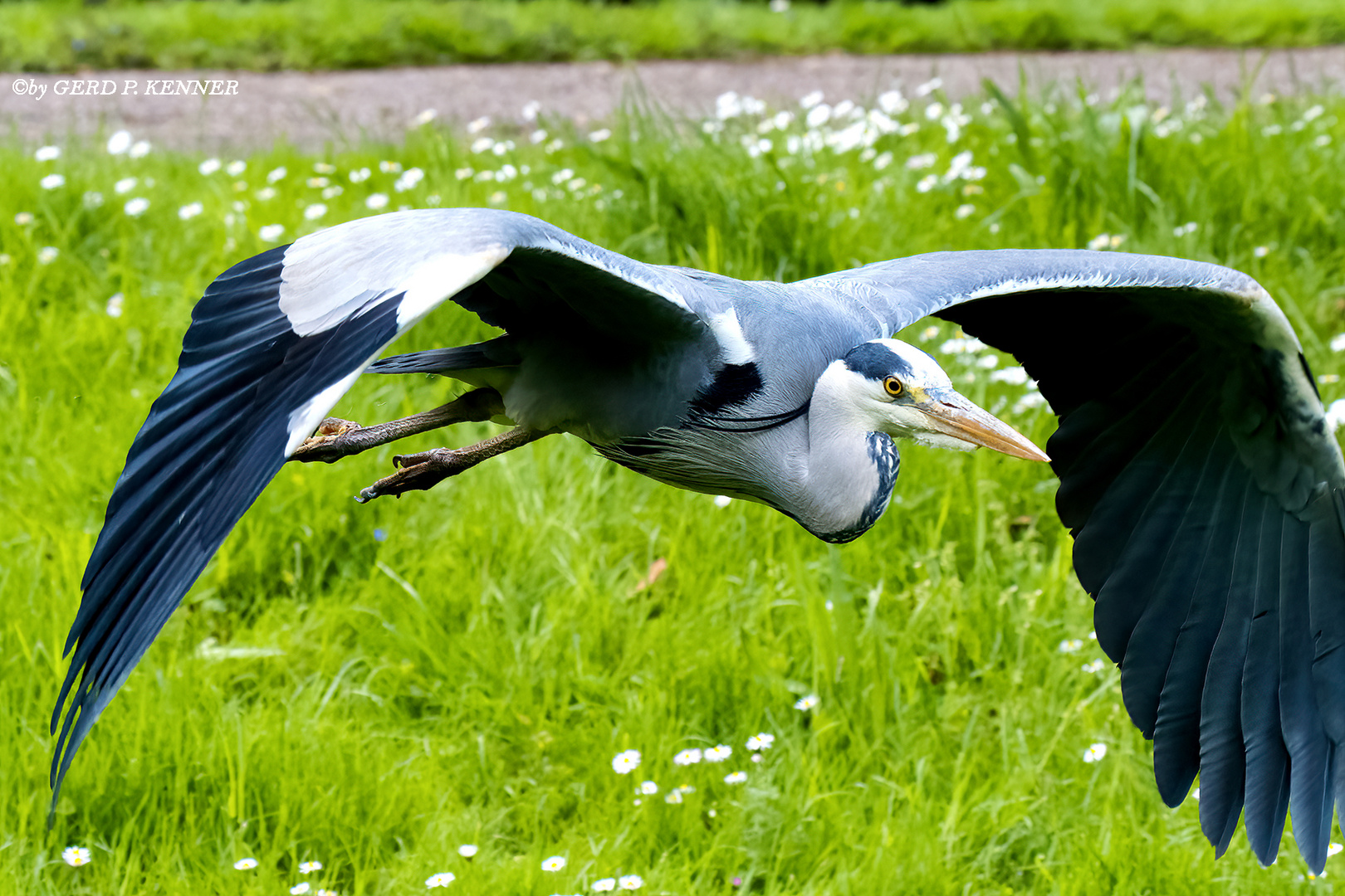 Selbstbewusste Flug-Linie