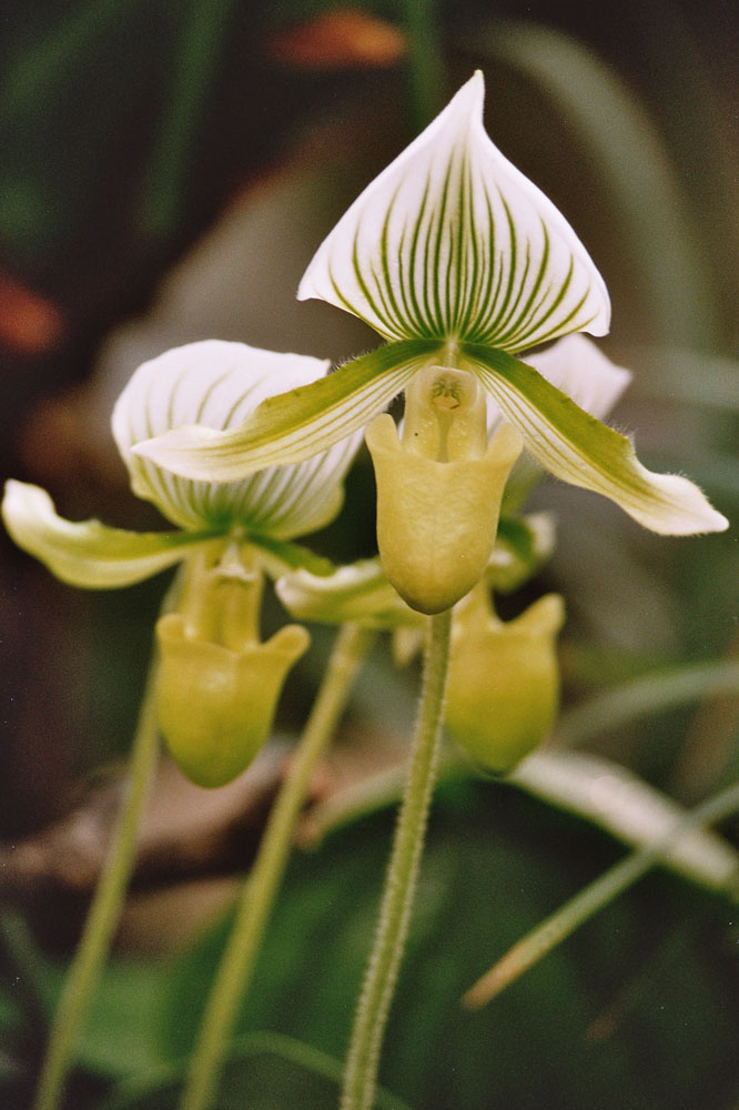 selbstbewusste Orchideen