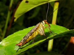 Selbstbewusste Skorpionsfliegendame (Panorpa germanica), FÜR GERDT