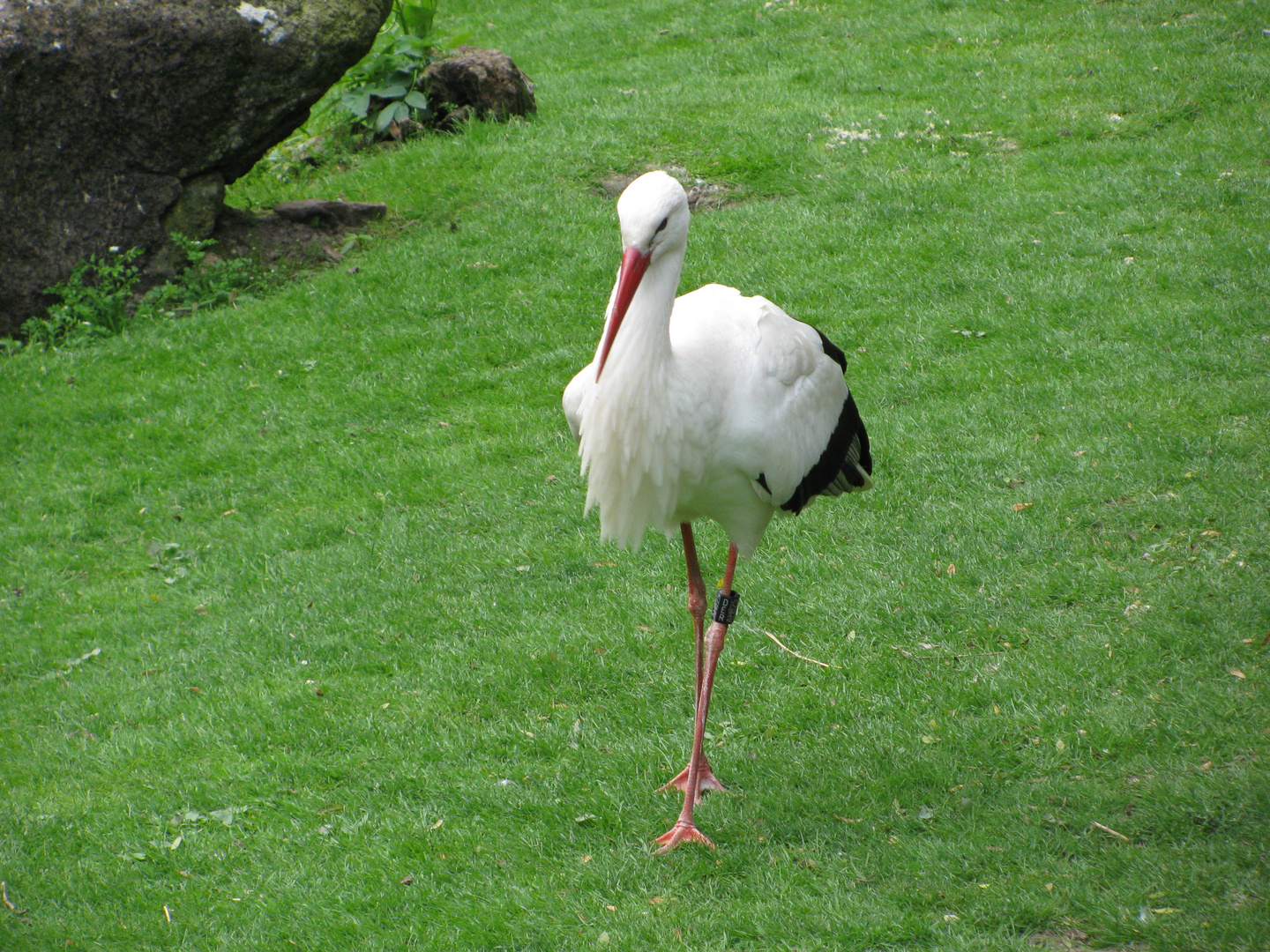 selbstbewusster Storch