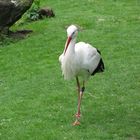 selbstbewusster Storch