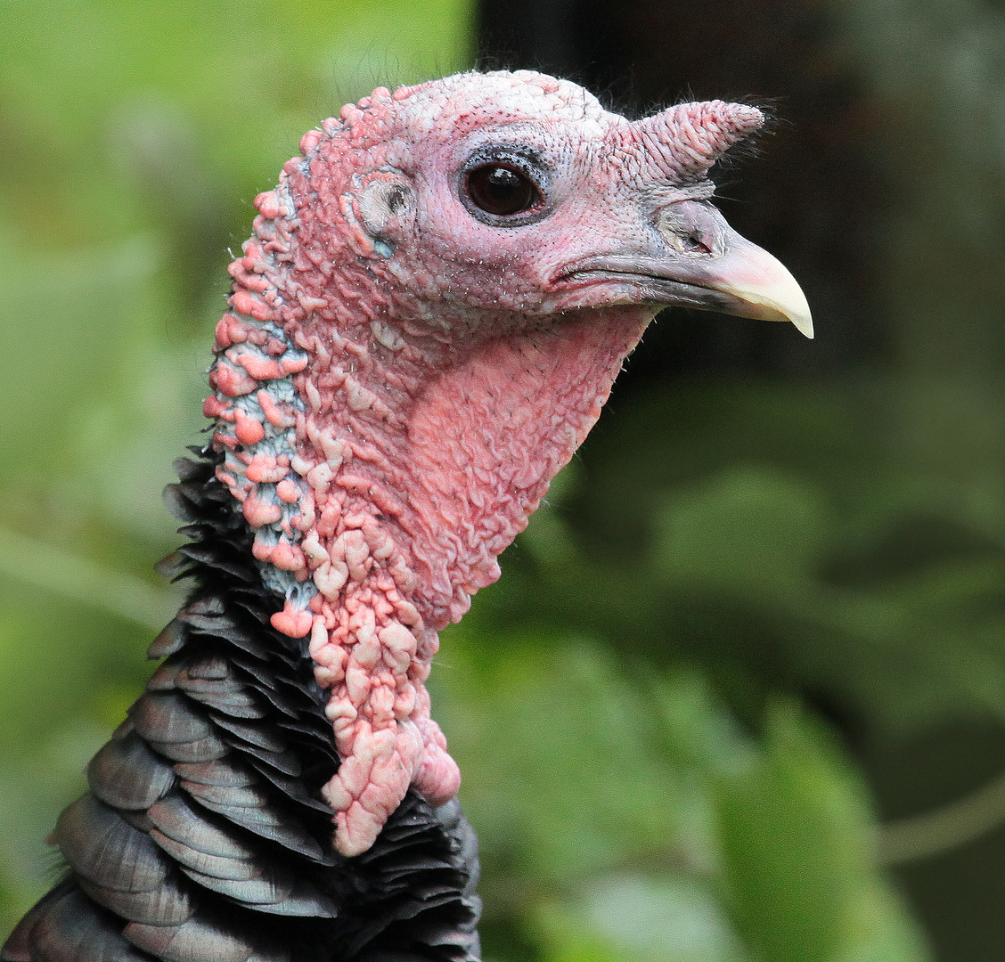 Selbstbewuste Pute Foto &amp; Bild | natur, zoo, tiere Bilder auf fotocommunity