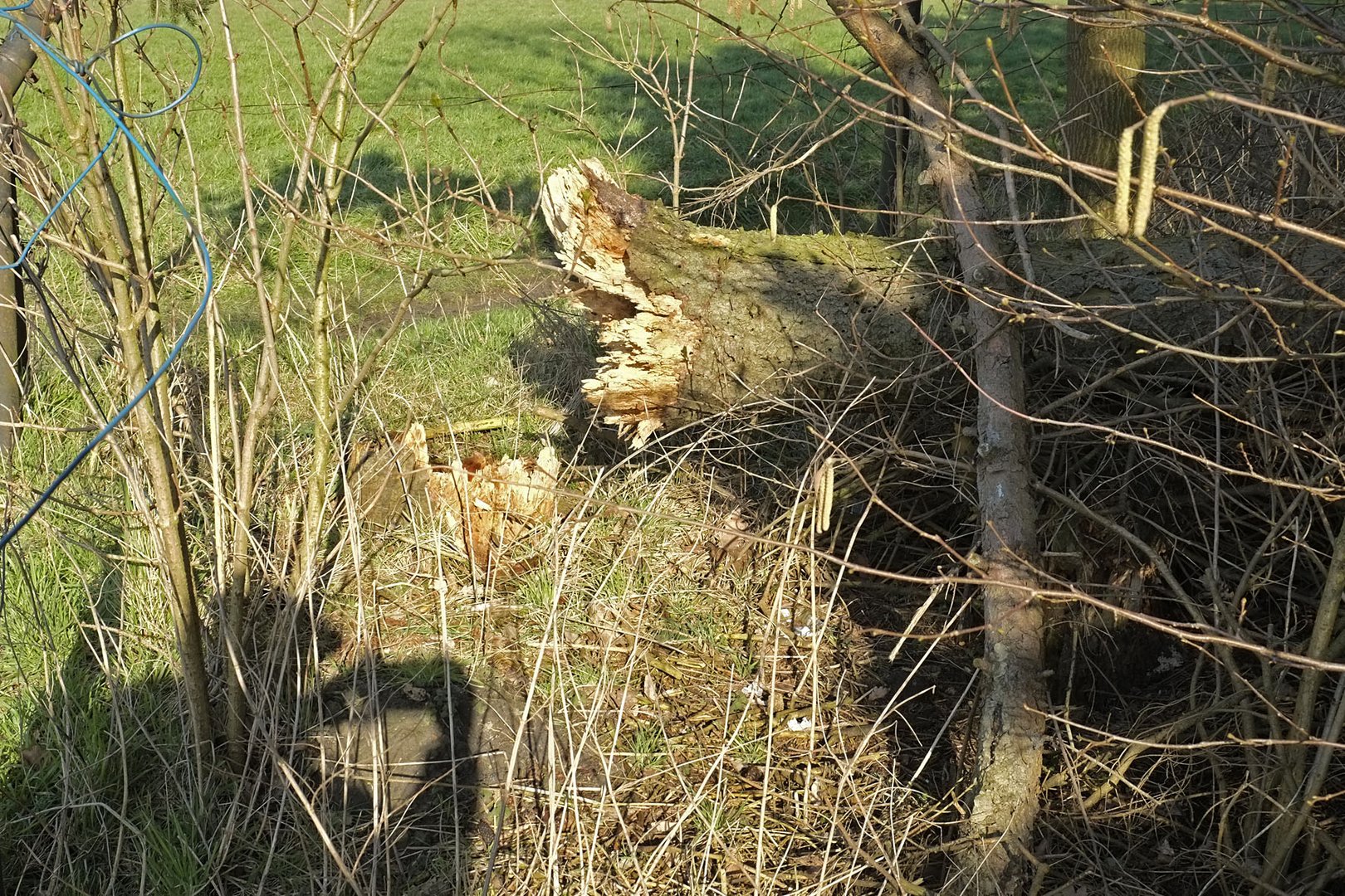 Selbstbildnis mit umgestürztem Baum