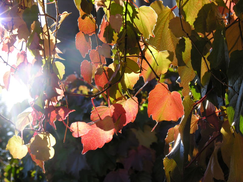 Selbstdarstellung herbstlicher Blätter im Gegenlicht