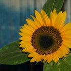 Selbstgezogene Sonnenblume