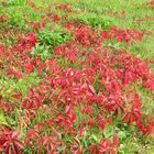  Selbstkletternde Jungfernrebe ( Parthenocissus quinquefolia)