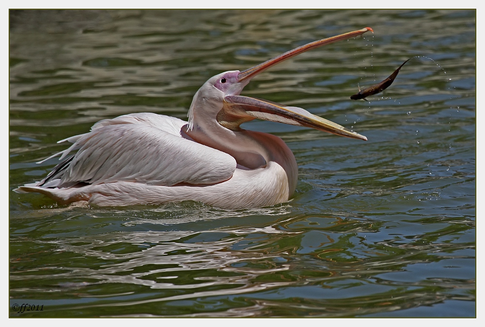 ... Selbstmord-Fisch ... / ... le suicide du poisson ...