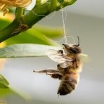 Selbstmord zum Tag der Biene