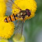 Selbstportrait auf Schwebfliege