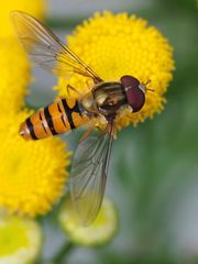 Selbstportrait auf Schwebfliege