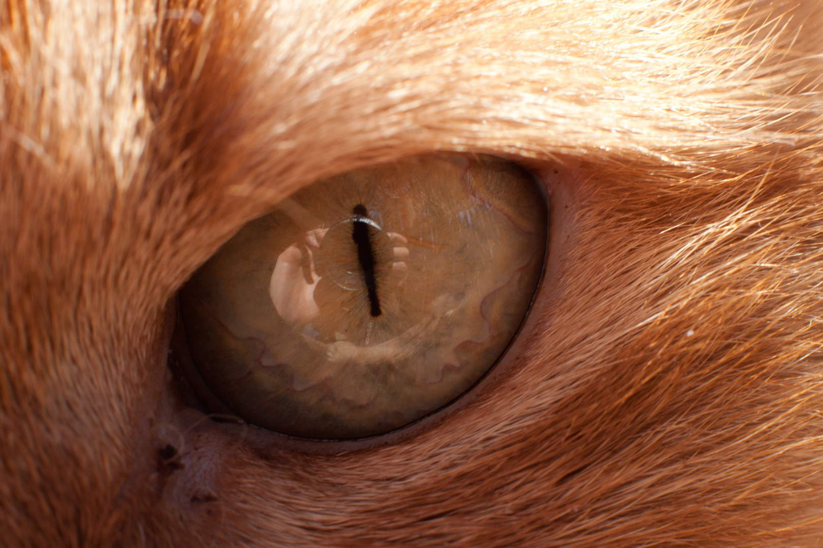 Selbstportrait im Katzenauge