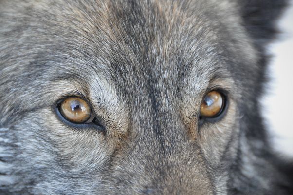 Selbstportrait...ins Auge gefasst