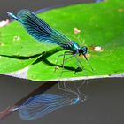 Selbstreflektion (Calopteryx splendens Gebänderte Prachtlibelle)