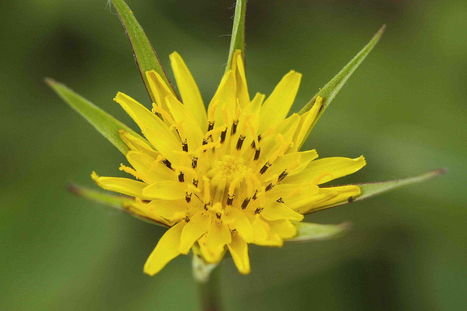 Selbstvertrauen die Blume die man pflanzt und die die Andern düngen....