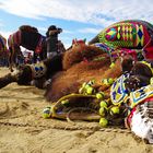 Selcuk Camel Wrestling