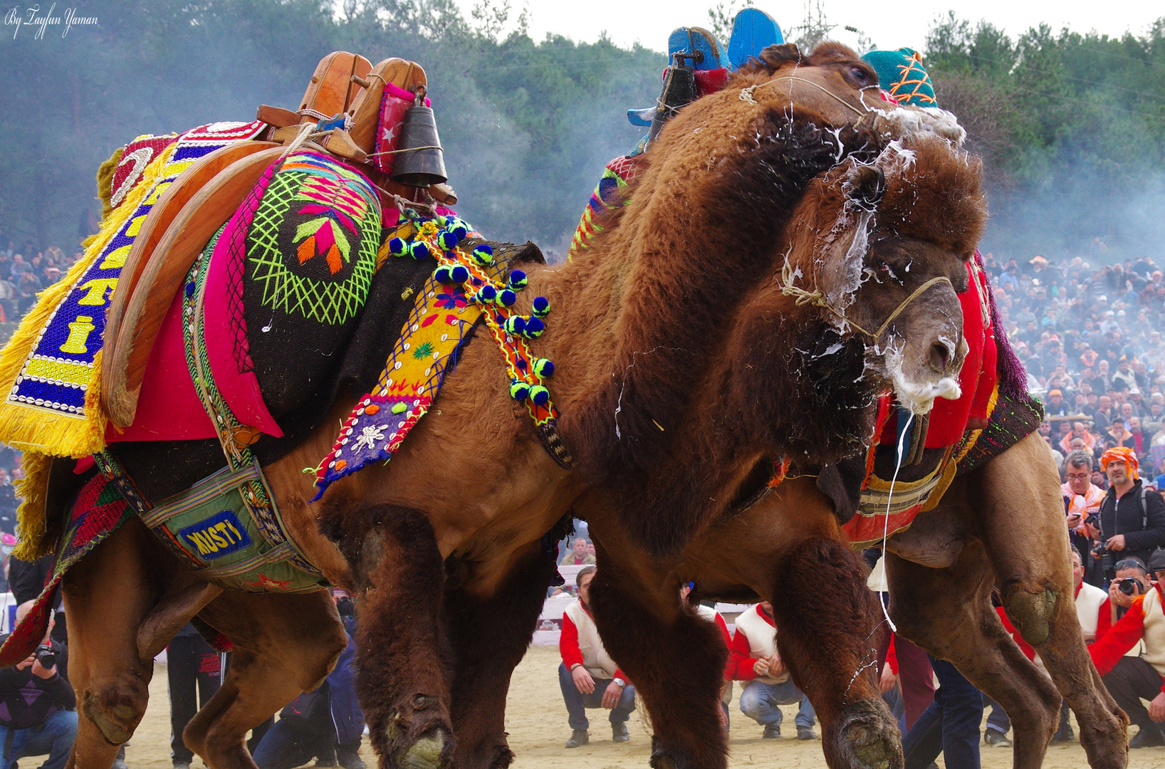 Selcuk Camel Wrestling Carnival