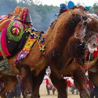 Selcuk Camel Wrestling Carnival