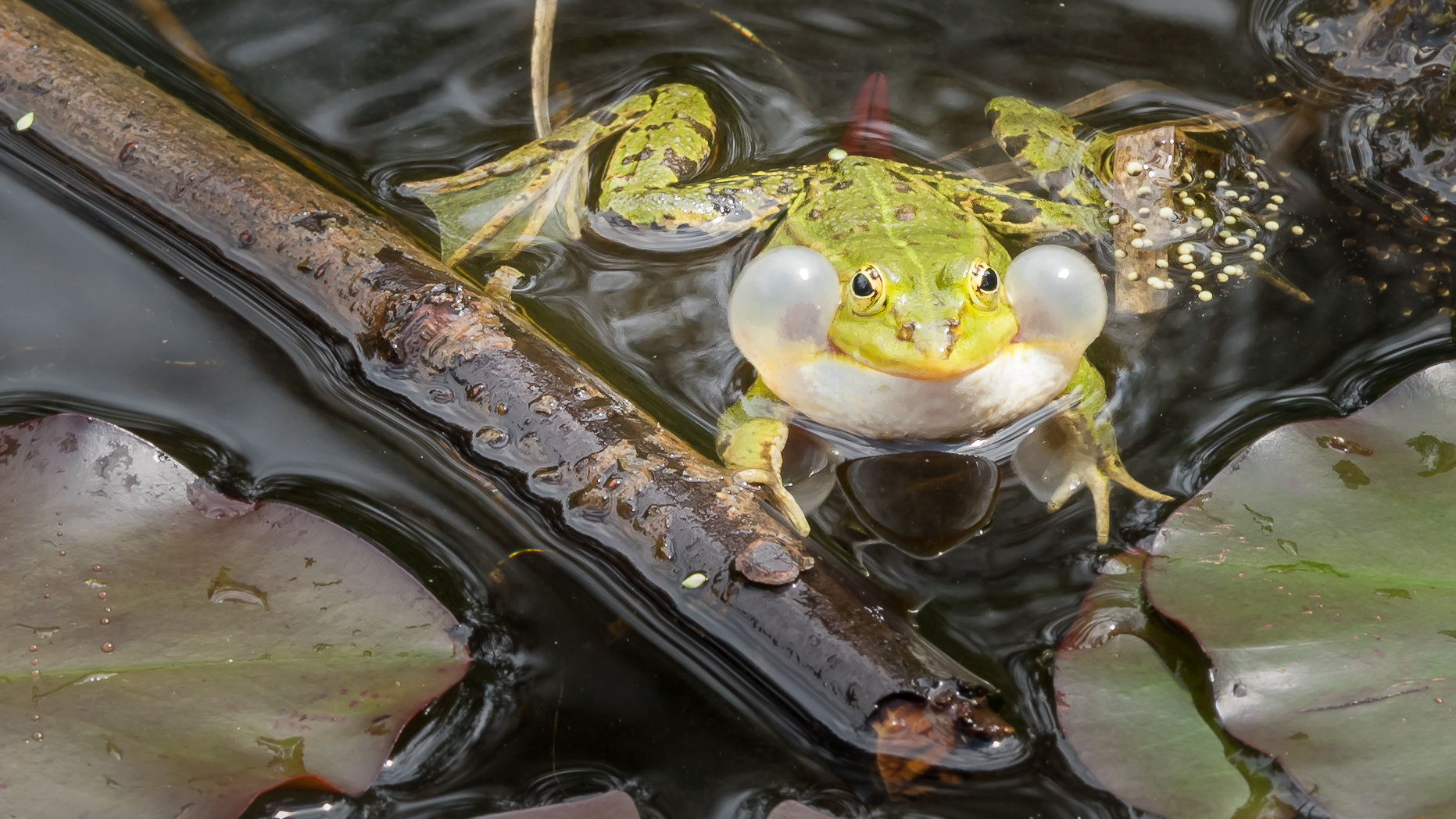 Seleger Frosch