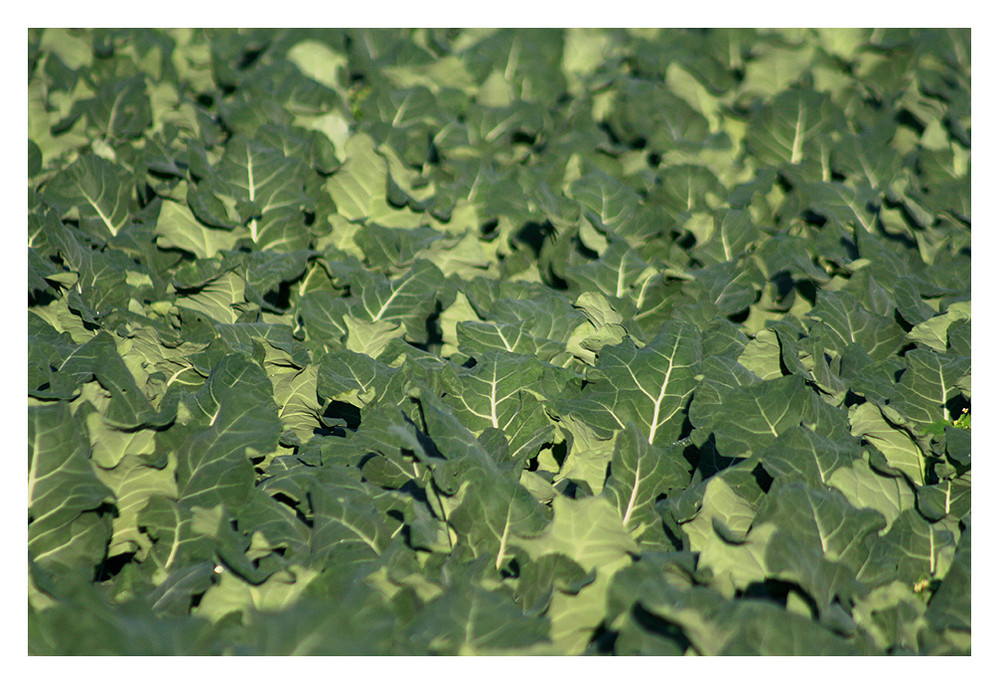 Selektive Schärfentiefe in Kohlrabipflanzung