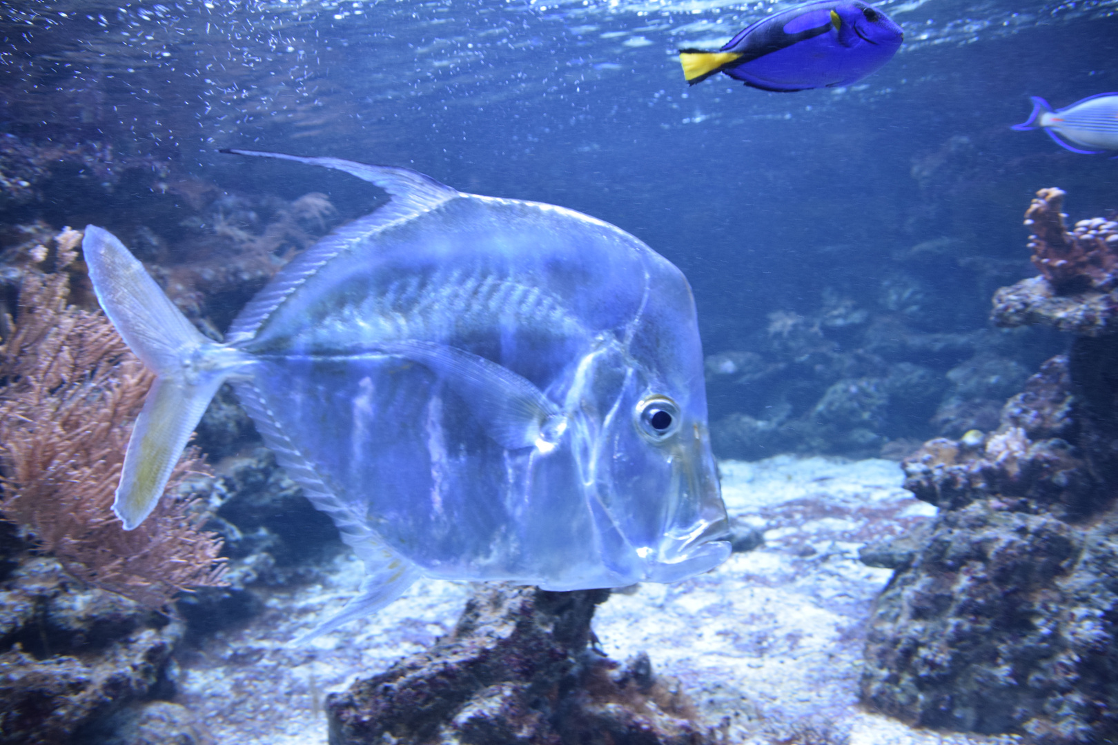 Selene Brevoortii im Duisburger Zoo