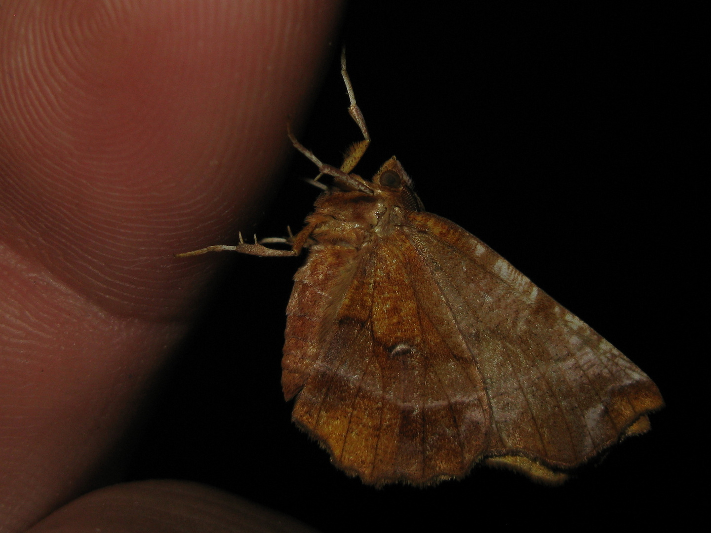 Selenia bilunaria