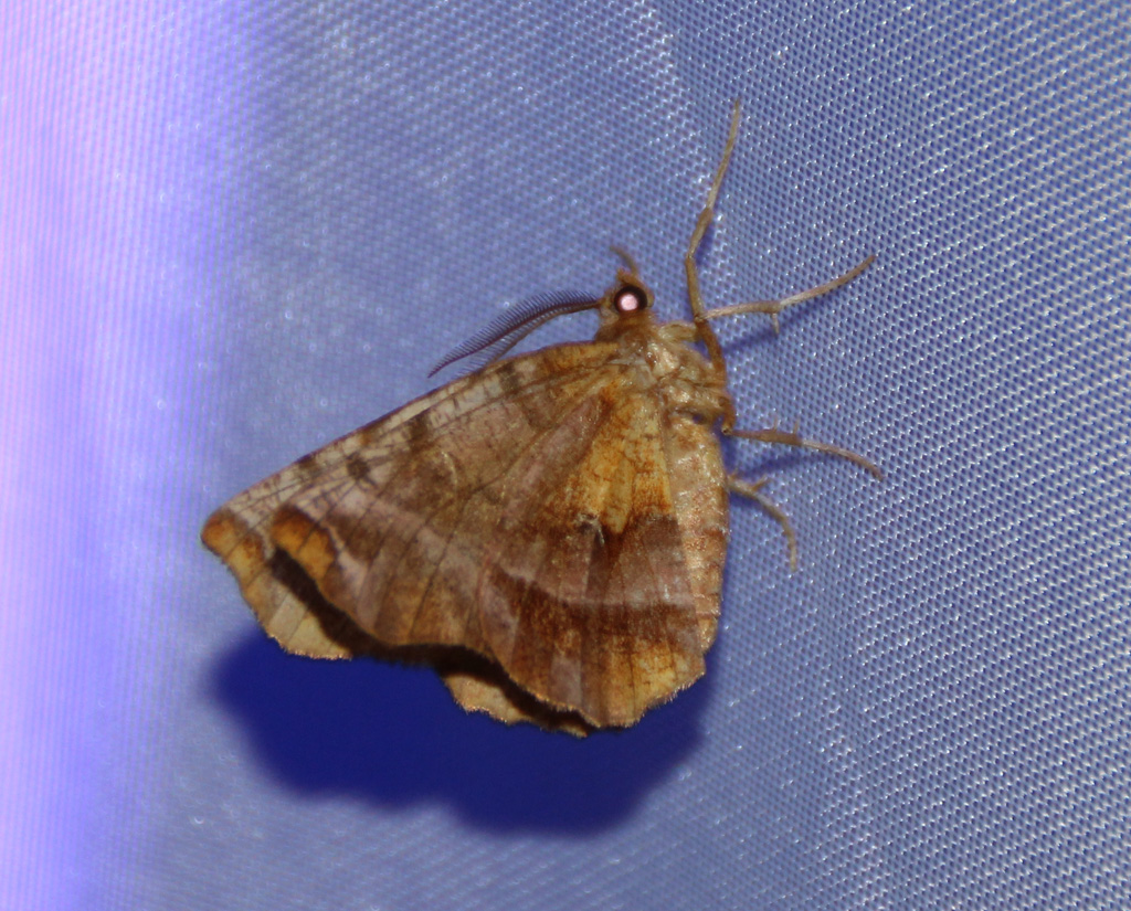  Selenia dentaria- dreistreifiger Mondspanner 