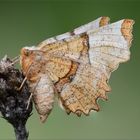 Selenia lunaria