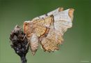 Selenia lunaria by Sergio Storai 