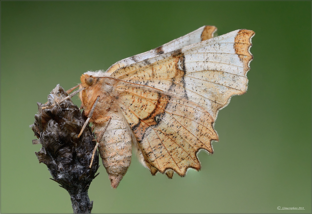 Selenia lunaria