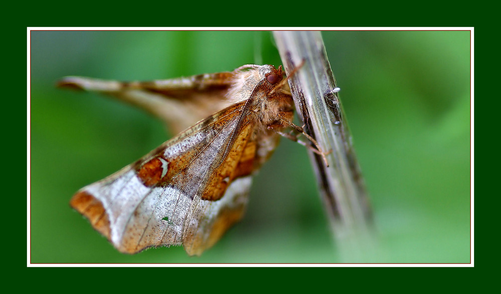 Selenia tetralunaria