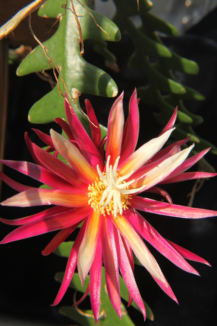 Selenicereus anthonyanus Foto & Bild pflanzen, pilze & flechten