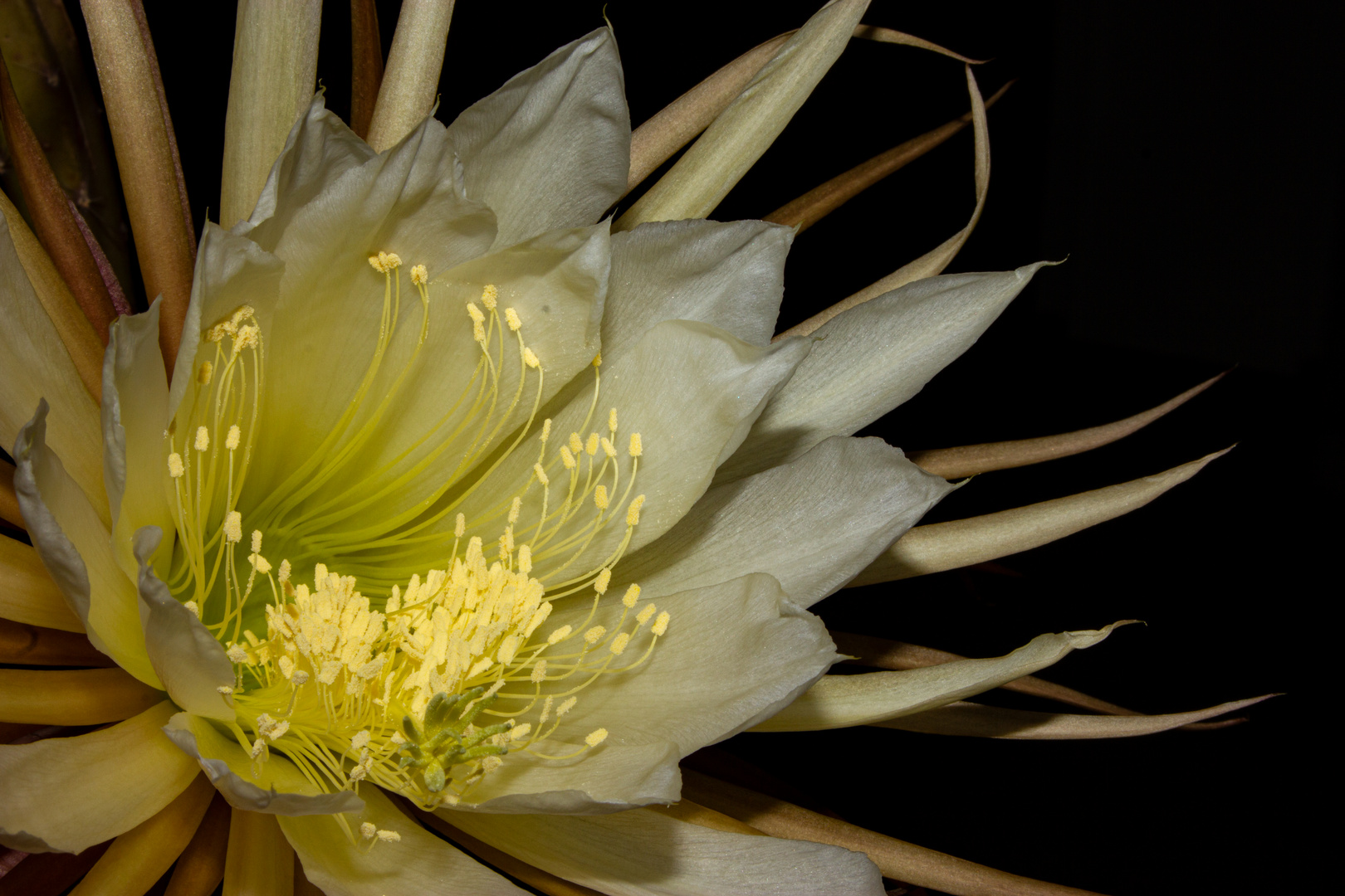 Selenicereus grandiflorus