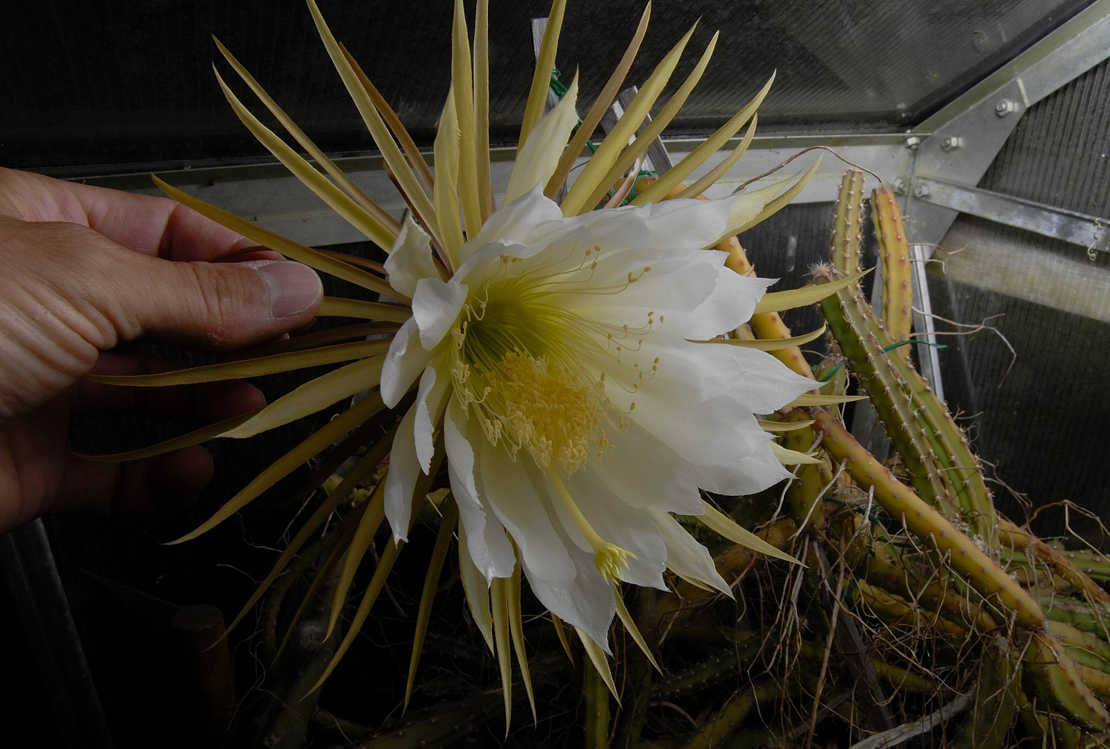 Selenicereus grandiflorus 2010